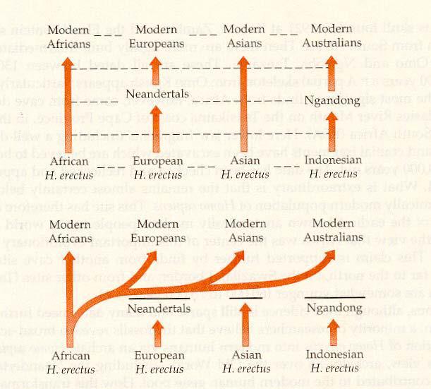 Multiregional hypothesis Out of Africa Campbell