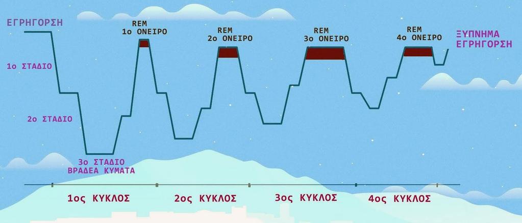 Ένας οκτάωρος ύπνος συνήθως διαιρείται σε 4-6 κύκλους. Ο κάθε κύκλος διαρκεί περίπου 90 λεπτά και περιλαμβάνει τη μετάβαση από το ένα στάδιο στο άλλο με καθορισμένη συνήθως σειρά. Εικόνα 1.