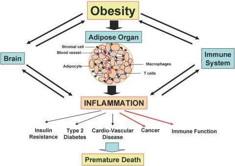 1α. Proof of Concept: BMI και Φλεγμονή ΒΜΙ και Φλεγμονή Ρόλος σε: 1.