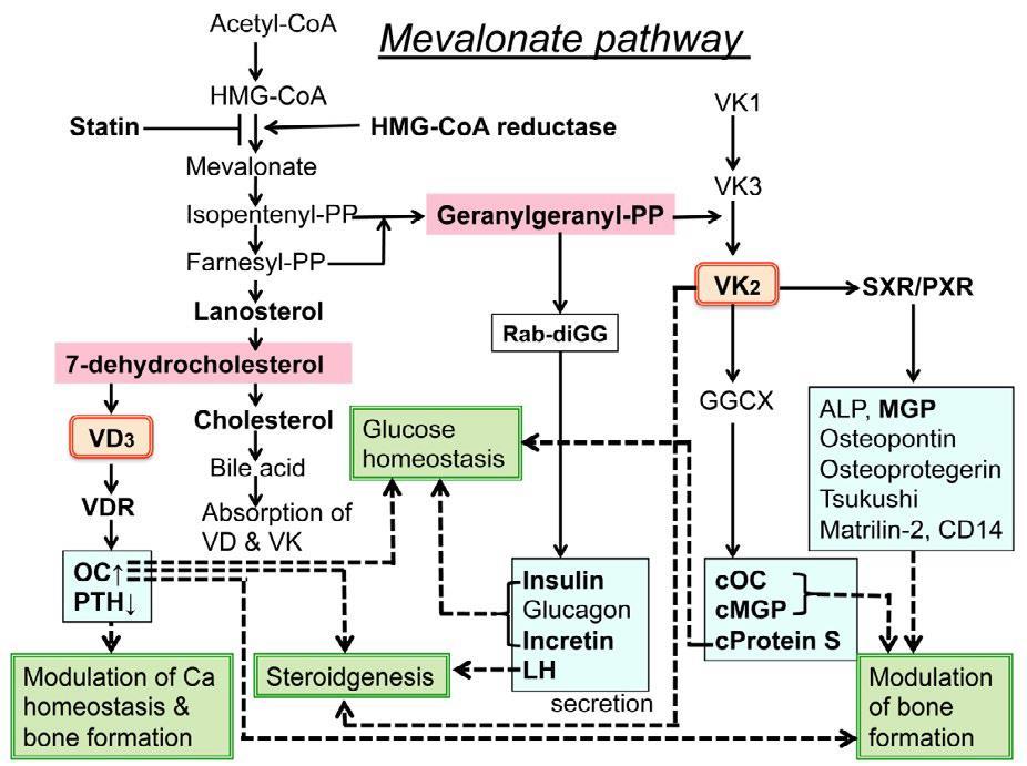 Hashimoto Y, Okuyama H (2017) Statins Cause Lifestyle-Related