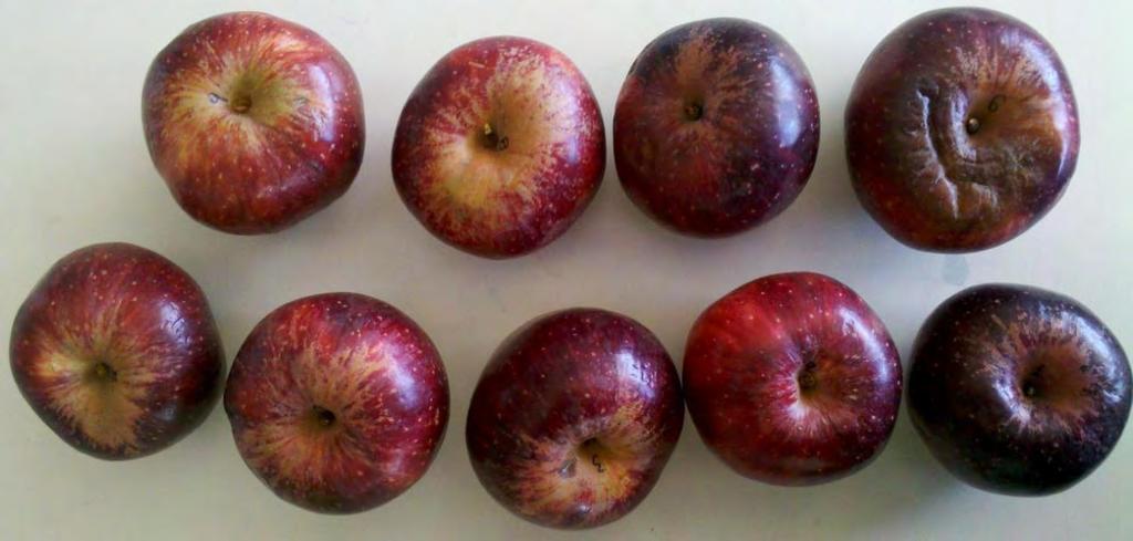 3.1.3.2. Μήλα της ποικιλίας Starking Delicious Εικόνα 18.