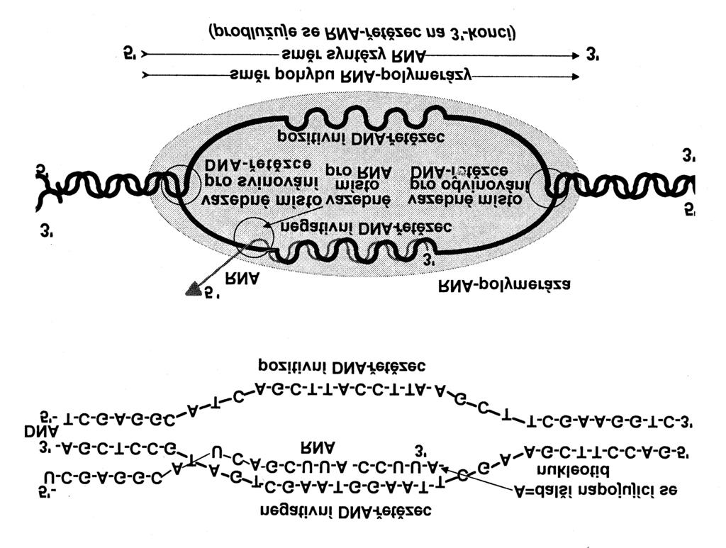 P5/4 Elongácia RNA-reťazca Rýchlosť syntézy RNA je asi 40N/s, RNA-polymeráza sa pohybuje v smere od 3 - konca negatívneho reťazca DNA k jeho 5 - koncu.