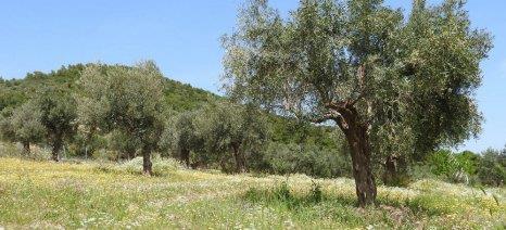 5. Τροποποίηση της ζιζανιοχλωρίδας για αύξηση της δέσμευσης διοξειδίου του άνθρακα Στην Ελλάδα συνηθίζετε, η φυσική βλάστηση στους ελαιώνες: είναι πολύ φτωχή να έχει περιορισμένη