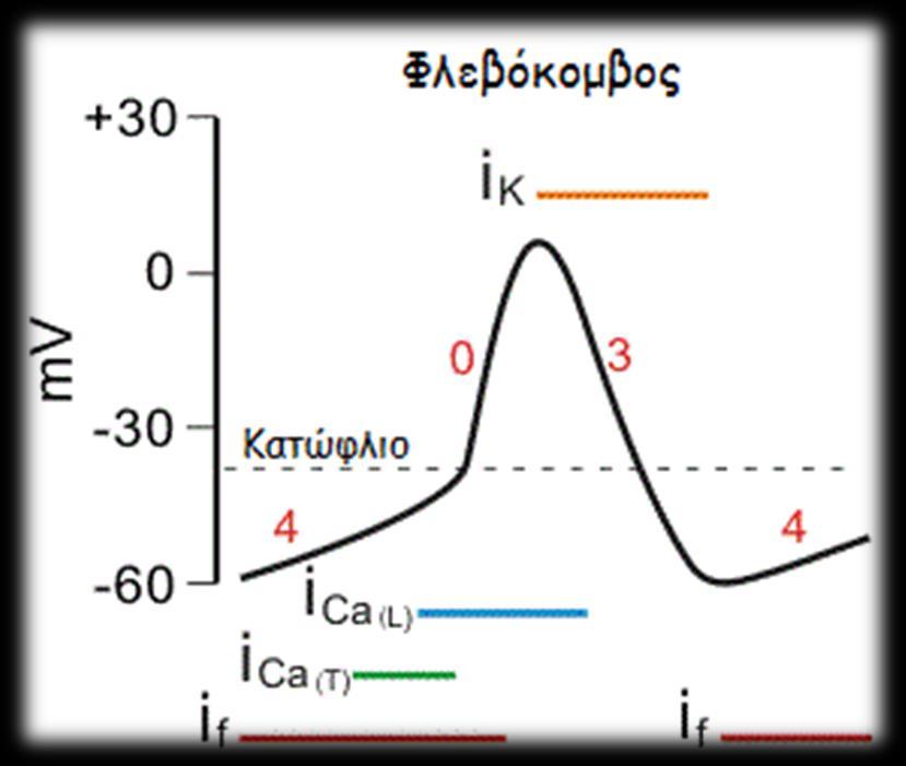 Μυοκαρδιακά κύτταρα Βηματοδοτικά κύτταρα Φάση 0: ταχεία εκπόλωση Άνοιγμα διαύλων Na + Φάση 1: