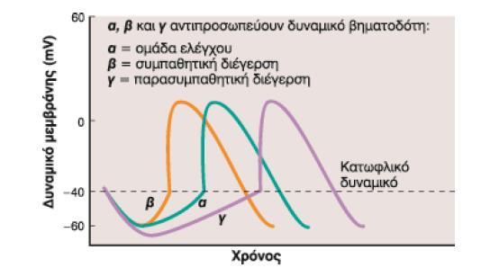 Δράση ΑΝΣ στο δυναμικό ενέργειας του φλεβοκόμβου Συμπαθητική διέγερση : αυξάνει την κλίση της φάσης 4 ( I f & I Ca 2+ > I K+ ) τα κύτταρα φτάνουν πιο γρήγορα σε