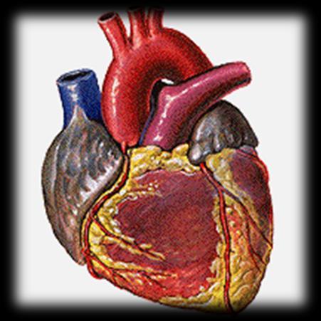 Τα καρδιακά κύτταρα είναι δύο ειδών: Τα κύτταρα της καρδίας είναι δύο ειδών: Τα κύτταρα που είναι