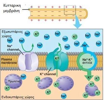 ΣΔΥΝΑΜΙΚΟ ΗΡΕΜΙΑΣ Σε όλα τα κύτταρα υπάρχει διαφορά δυναμικού (ΔΥΝΑΜΙΚΟ ΗΡΕΜΙΑΣ) μεταξύ της έσω και της έξω πλευράς της κυτταρικής μεμβράνης (πόλωση).