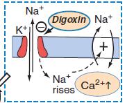 ΔΑΚΤΥΛΙΤΙΔΑ Αναστέλλει την αντλία νατρίου (Na + -K + -ATPαση) και έμμεσα αυξάνει την ενδοκυττάρια συγκέντρωση Cα ++ Αυξάνει τον τόνο του παρασυμπαθητικού Δράση Δακτυλίτιδας «Ανακατανομή»