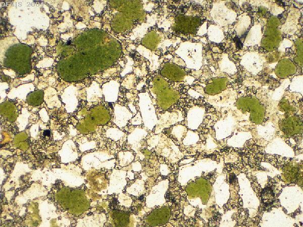 Bioclaste/Biomorfe Foraminifer