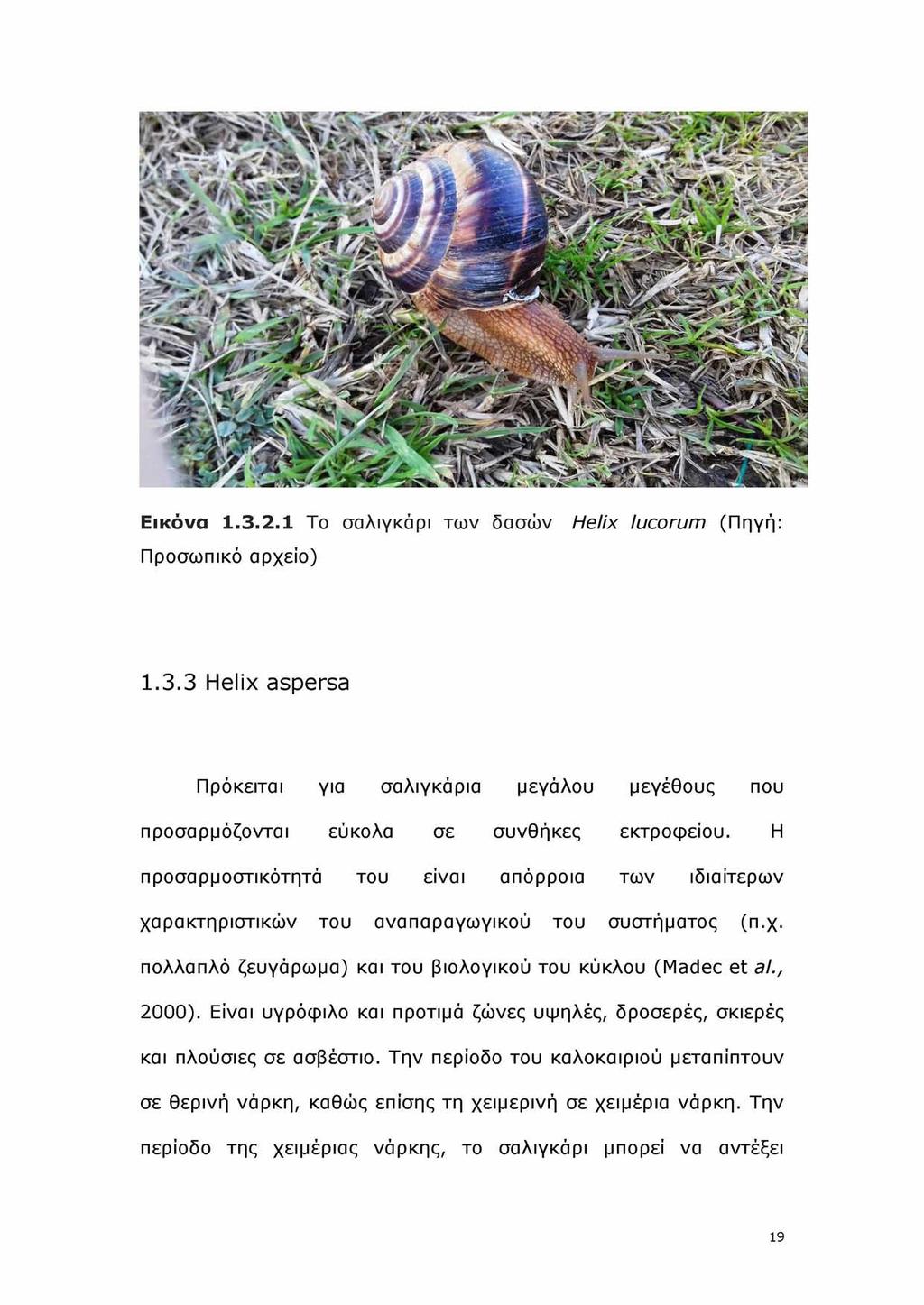 Εικόνα 1.3.2.1 Το σαλιγκάρι των δασών Helix lucorum (Πηγή: Προσωπικό αρχείο) 1.3.3 Helix aspersa Πρόκειται για σαλιγκάρια μεγάλου μεγέθους που προσαρμόζονται εύκολα σε συνθήκες εκτροφείου.