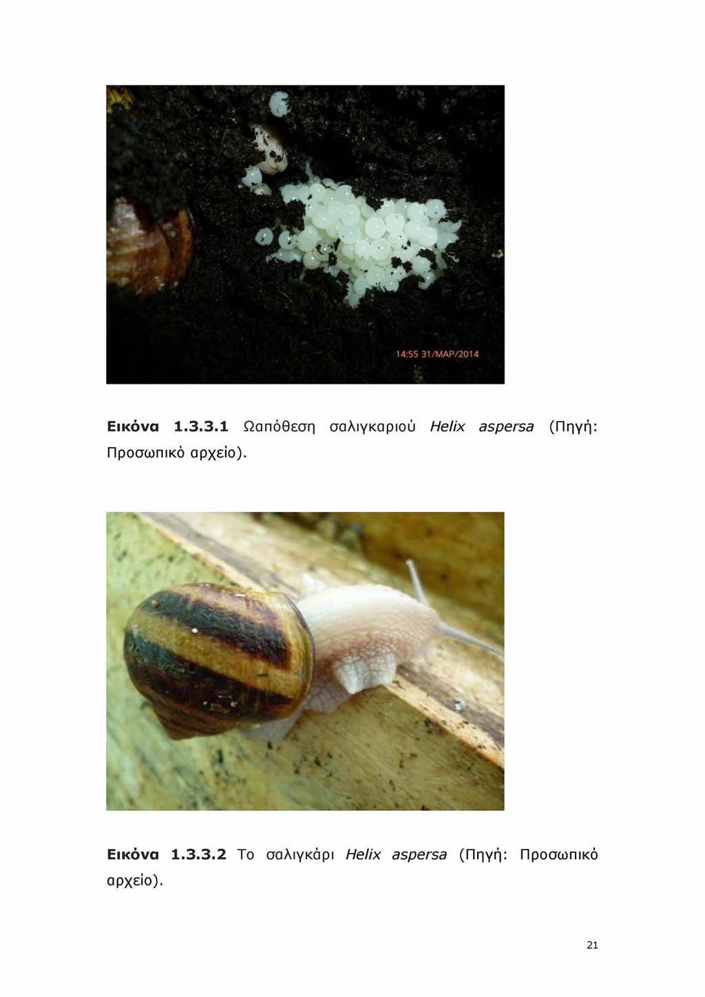 Εικόνα 1.3.3.1 Ωαπόθεση σαλιγκαριού Helix aspersa (Πηγή: Προσωπικό αρχείο).
