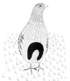 SN - STRANA - naše poklady kresba: autor Jarabica poľná (Perdix perdix) Je veľká asi 0 cm, rozpätie krídel má cm a váži asi 00 g.