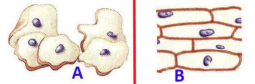 57. Ένα ανθρώπινο σωματικό κύτταρο για να αντιγράψει το DNA του, που αποτελείται περίπου από 6Χ10 9 ζεύγη βάσεων, χρειάζεται περίπου μόρια δεσοξυριβόζης: Α. 6 Χ 10 9 Β. 12 Χ 10 9 Γ.