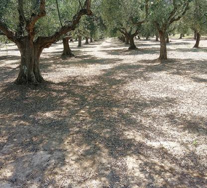 Νεο Ζιζανιοκτονο } Προφυτρωτικό } Νωρίς μεταφυτρωτικό } Διασυστηματικό } Μη εκλεκτικό Το Katana 25 WG με δραστική ουσία το flazasulfuron αποτελεί τη νέα πρόταση της ΧΕΛΛΑΦΑΡΜ για τον έλεγχο των