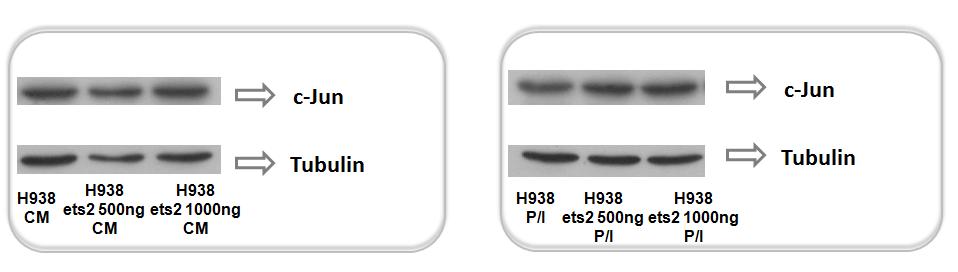 Εικόνα 22: Western blot ανάλυση των επιπέδων έκφρασης της πρωτεΐνης c-jun σε H938 κύτταρα Γράφημα 11: Έκφραση της πρωτεΐνης c-jun στην κυτταρική σειρά Η938.