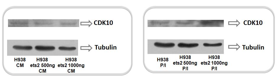 Πρωτεϊνική έκφραση CDK10 Για να μελετηθούν τα επίπεδα έκφρασης της πρωτεΐνης CDK10 μετά τα πειράματα υπερέκφρασης του Εts-2, έγιναν πειράματα Western blot και χρησιμοποιήθηκε το πολυκλωνικό αντίσωμα