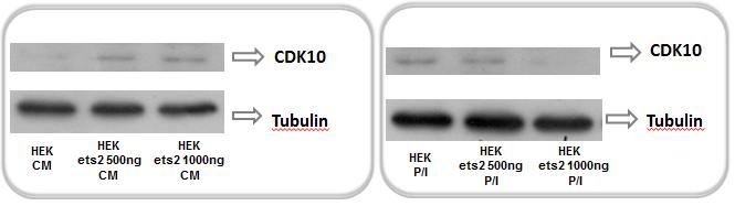 Πρωτεϊνική έκφραση CDK10 Για να ελεγχθεί πώς επηρεάζεται η έκφραση της πρωτεΐνης CDK10 από την υπερέκφραση του Εts-2, πραγματοποιήθηκαν όπως και προηγουμένως πειράματα Western blot και