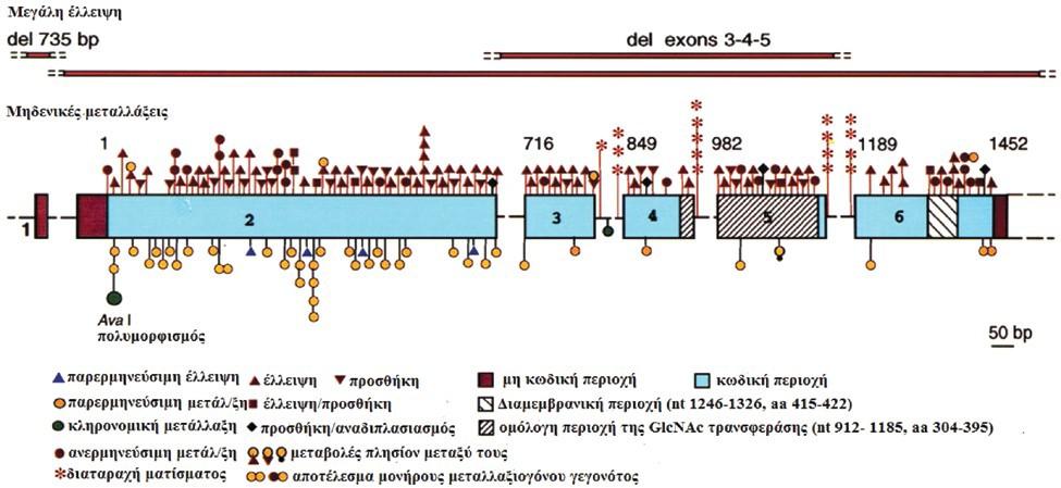 Ι.Β. ΑΣΗΜΑΚΟΠΟΥΛΟΣ και συν. ΕΙΚΟΝΑ 5. Σχηματική αναπαράσταση της δομής και των μεταλλάξεων του γονιδίου PIG-A.