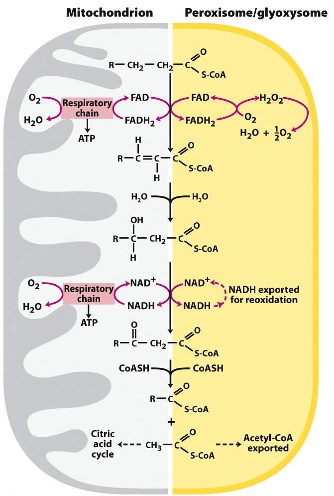 β-оксидација во пероксизомите Пероксизоми: мембрански затворени органели кај животинските и растителните органели. Разлики меѓу оксидацијата во митохондрии и пероксизоми: 1.