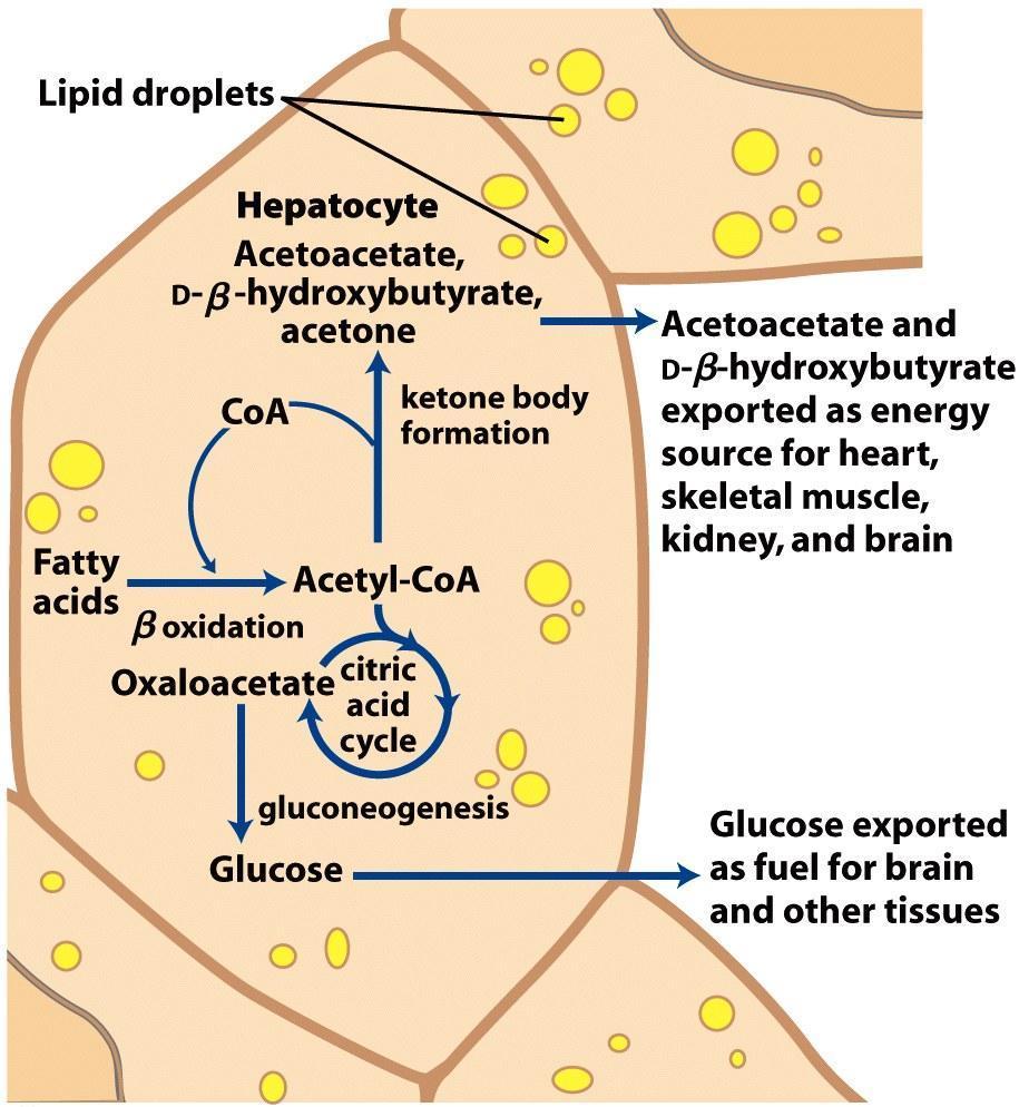 Кетонските тела: ацетон, ацетоацетат и D-βхидроксибутират, се создаваат во услови на гладување или нелекуван дијабетес, при