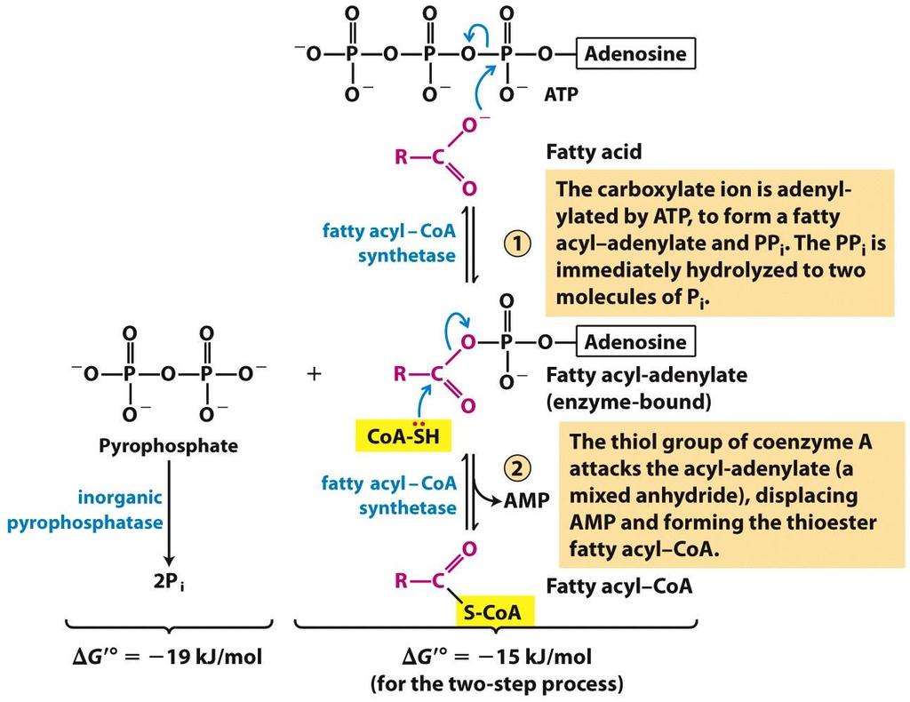 Конверзија на масните киселини во ацил-соа на масната киселина: Прв чекор: Аденилирање на карбоксилатниот јон од страна на АТР, при што се добива ациладенилат и пирофосфат.