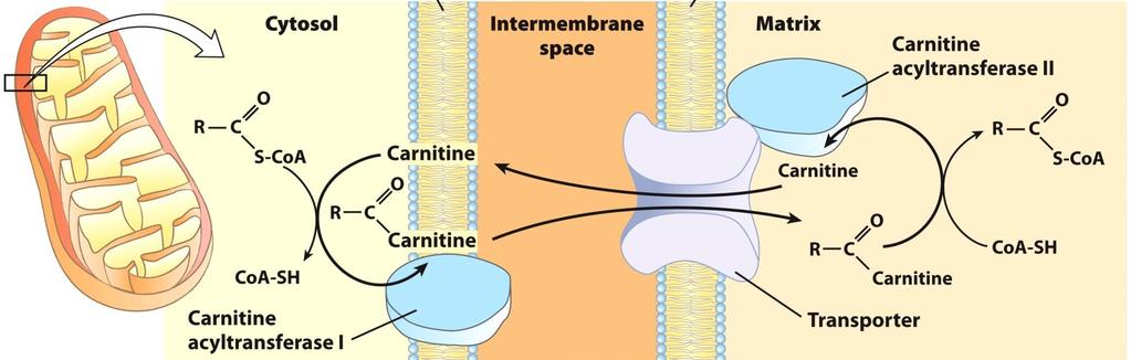 Транспортен систем на карнитин 1 - Естерификација: во цитосолот на клетката создавање на ацил-соа на масните киселини, потпомогнато од изозимите од надворешната мебрана на митохондријата.