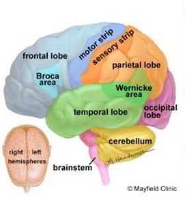 Εάν κάνουμε μια περιήγηση μέσα στον εγκέφαλο θα είμαστε σε θέση να δούμε ότι οι διαφορετικές περιοχές του εγκεφάλου, κάνουν διαφορετικά πράγματα.