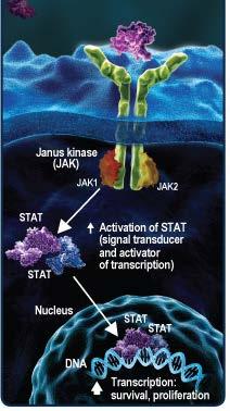 Αληθής πολυκυτταραιμία (PV) : Μοριακοί δείκτες για τη διάγνωση (2) (EPO, TPO ) (EPO, TPO ) Όλες οι γνωστές μεταλλάξεις φαίνεται πως επηρεάζουν τον τομέα της ψευδοκινάσης του JAK2 μορίου, που