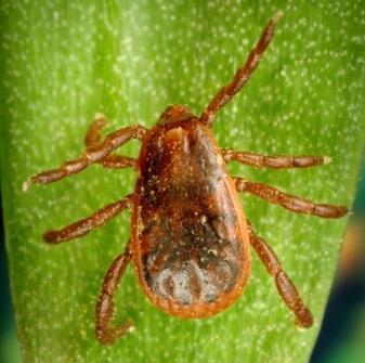 Ixodes scapularis Amblyomma maculatum Αποκατάσταση ήπιων μορφών νόσου: 2 εβδομάδες