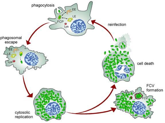 Ενδοκυττάριος κύκλος Chong and Celli (2010) Frontiers in Microbiology - Cellular and Infection Microbiology Φαγοκυττάρωση βακτηριών από τα μακροφάγα Παραμονή βακτηρίων στο πρώιμο φαγόσωμα (FCP) -