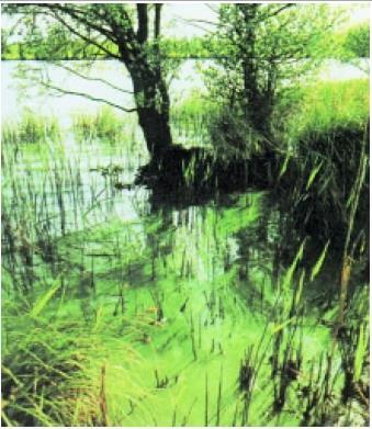 Εικόνα 1: Φαινόμενο ευτροφισμού σε λίμνη (Αδαμαντιάδου, και συν.