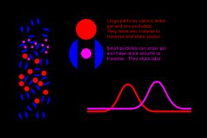 Χρωματογραφία Μοριακού αποκλεισμού Ο διαχωρισμός γίνεται με βάση το σχήμα και το μέγεθος των μορίων των αναλυόμενων ενώσεων.