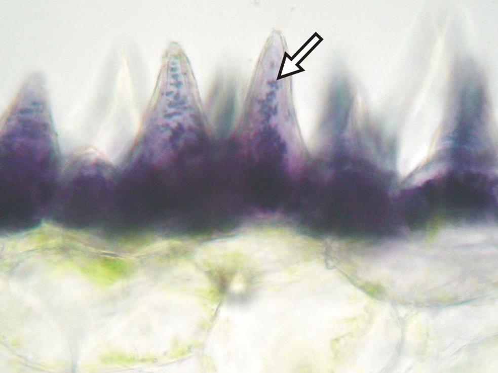Οι δευτερογενείς μεταβολίτες συμμετέχουν και σε άλλες λειτουργίες. Εγκάρσια τομή γλωσσαρίου του φυτού Ophrys apifera, όπως εμφανίζεται στο κοινό οπτικό μικροσκόπιο.