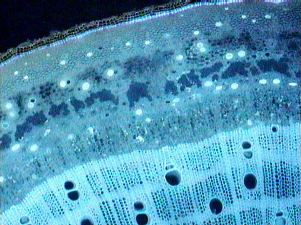 Εγκάρσια τομή βλαστού συκιάς στο μικροσκόπιο φθορισμού.