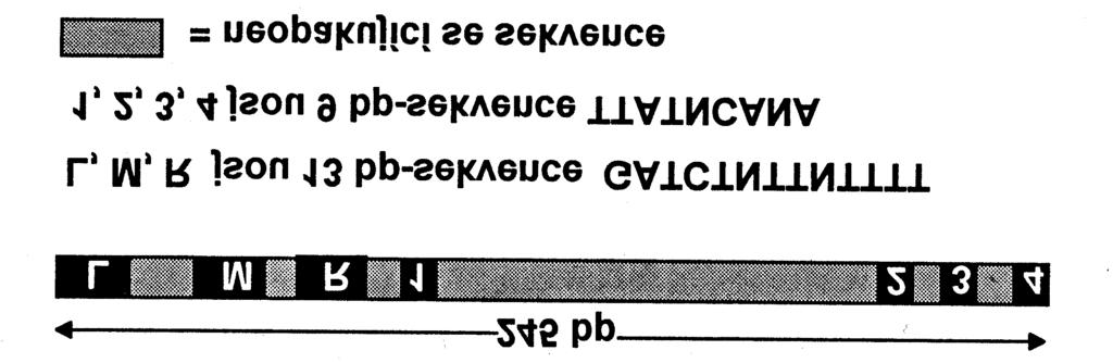 DnaA proteíny rozpoznávajú oric a zároveň ho otvárajú väzbou na AT páry, čím dochádza k narušeniu vodíkových väzieb-denaturácii.