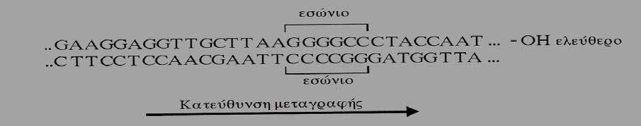 Μον(6+ 8) Παρατίθεται ο γενετικός κώδικας. (2002) 13. δίνεται μείγμα μορίων DNA και ένας ανιχνευτής RNA Nα εξηγήσετε τι είναι ανιχνευτής (μον.