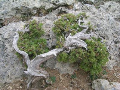 Juniperus