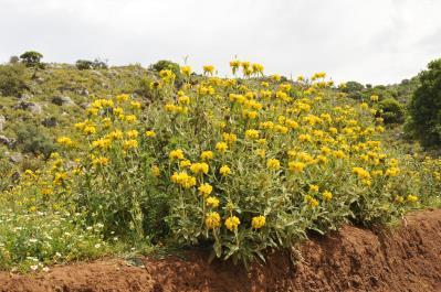 spinosum Γαλαστοιβίδα 0-2.000 m.