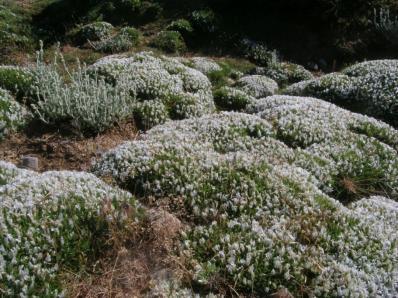 Satureja spinosa Eνδημικό είδος