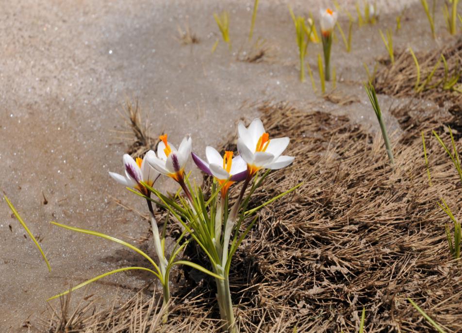 Κρόκος του Ζίμπερ Crocus