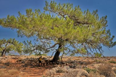 horizontalis Πρίνος 1.600 m.