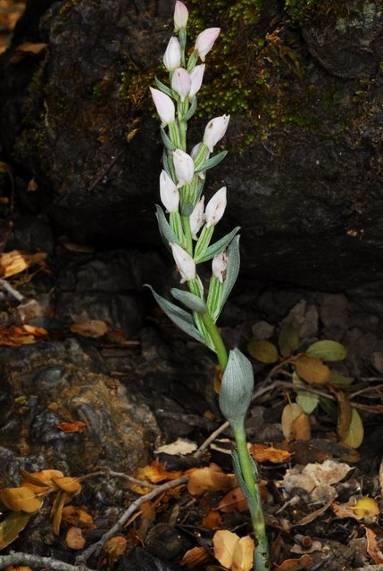 Κρητικό Κεφαλάνθηρο Cephalanthera