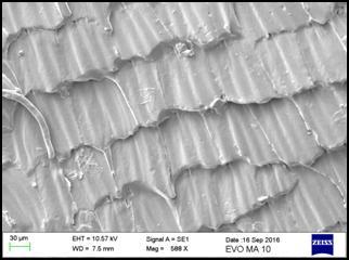 Τα αποτελέσματα από την αποτύπωση φαίνονται στην Εικ. 8.8 Εικόνα 8.8 Εικόνες ηλεκτρονικού μικροσκοπίου σάρωσης με το αρνητικό πρότυπο φτερού πεταλούδας σε PDMS.