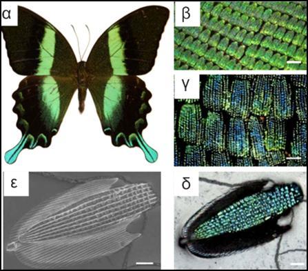Σχήμα 5.6: Papilio blumei Ανάμειξη χρώματος στην μικροφολίδα. α) Papilio blumei, η πράσινη πεταλούδα swallowtail.