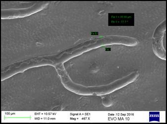 Εικόνα 7.11: Εικόνες SEM Δομής πάνω μέρους κελύφους του σκαραβαίου Protaetia cuprea phoebe.