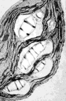 STANIČNE UKLOPINE ŠKROBNA ZRNCA SINTEZA I TRANSPORT ŠKROBA U KLOROPLASTIMA PRIMARNI (AUTOHTONI)