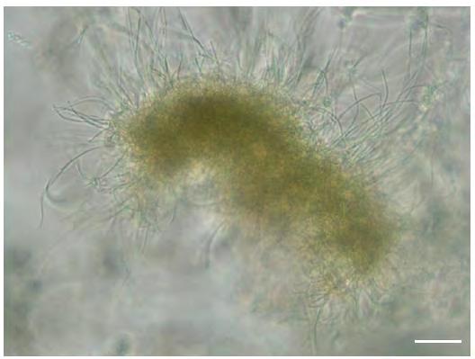 Αποτελέσματα περισσότερο από 95% αφθονία (στη συνολική φωτοσυνθετική βιομάζα) το νηματοειδές κυανοβακτήριο Leptolyngbya sp. το οποίο σχημάτιζε μεγάλα συσσωματώματα (Εικόνα 3.3).