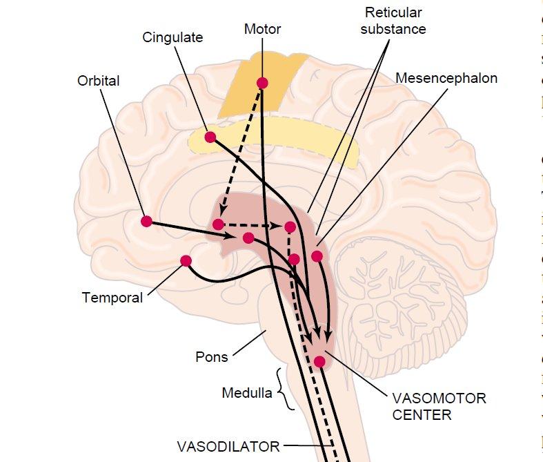 Слика 5. Контрола тонуса крвних судова ЦНС (1). Главни возомоторни центар је локализован у ретикуларној формацији продужене мождине и доњој трећини понса.