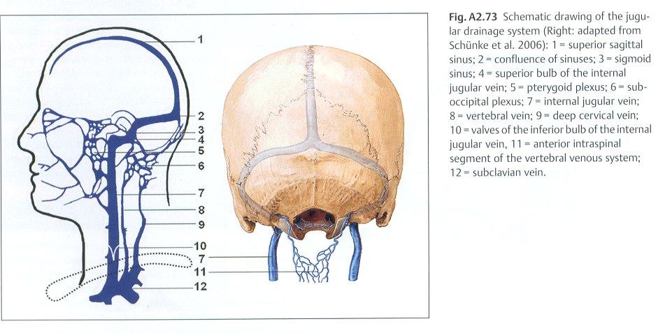 Слика7. Шематски приказ венског југуларног дренажног система (2). Слика8. Формирање вене каве супериор (52).