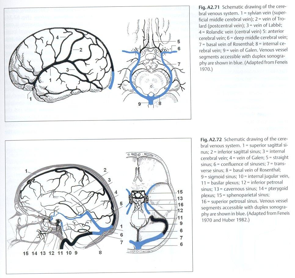 1.4.3.ИНТРАКРАНИЈАЛНА ВЕНСКА АНАТОМИЈА Интракранијални венски систем је подељен на површински и дубоки. Слика 10. Шематски приказ церебралног венског система (2).